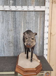 Javalina Full Body Taxidermy: 36.21 Great quality mount on habitat base 