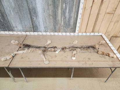 2 Soft Tanned Alaskan Lynx Furs Taxidermy: 22.48 Bigger cats with thick soft prime fur with great color & huge feet