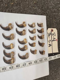 Set Of 20 Black Bear Claws Taxidermy: 8.4 Nice big claws complete set front & back 