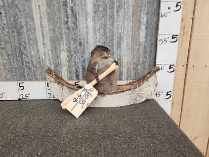 Muskrat In A Birch Bark Canoe Taxidermy: 60.115 Brand new mount 