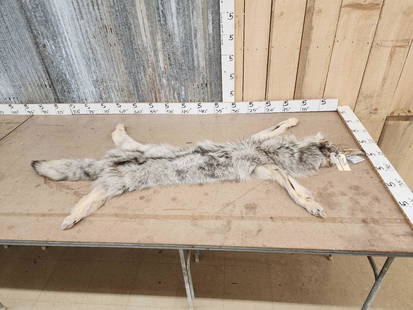 Soft Tanned Canadian Grey Wolf Fur Taxidermy: 22.17 THICK prime fur feet intact possibly mountable or rug piece a little over 75" long