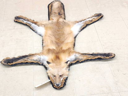 Red Fox Rug Taxidermy: 62.19 Thick prime fur great color double felt edges padded backing with durable lint free material Brand new rug by one of the nation's top rug artists Rugs By Nancy about 54" long x 37" wide 