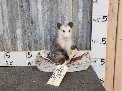 Baby Opossum In A Birch Bark Canoe Taxidermy: 60.19 Brand new mount cute factor is high 