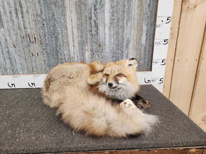 Red Fox Full Body Soft Mount Taxidermy: 8.14 Scratching his ear with hind leg thick prime fur pretty colors 