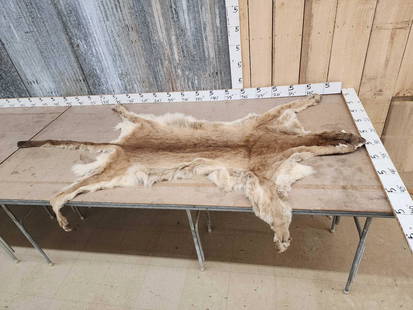 Soft Tanned Mountain Lion Fur Taxidermy: 22.45 Beautiful fur big cat almost 95" long