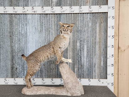 Bobcat Full Body Taxidermy Mount: 25.25 On artificial rock base 