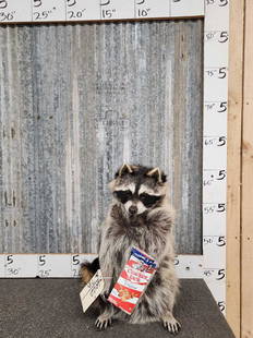 Raccoon Eating Cracker Jacks Taxidermy: 60.22 Brand new mount 