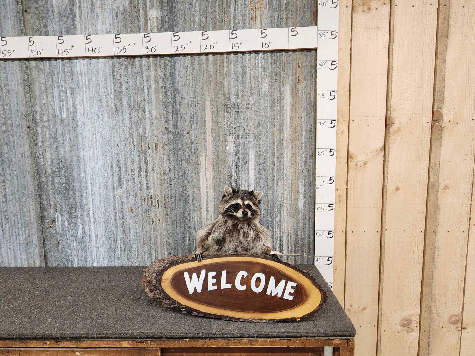 Raccoon Holding Welcome Sign Taxidermy (1 of 6)