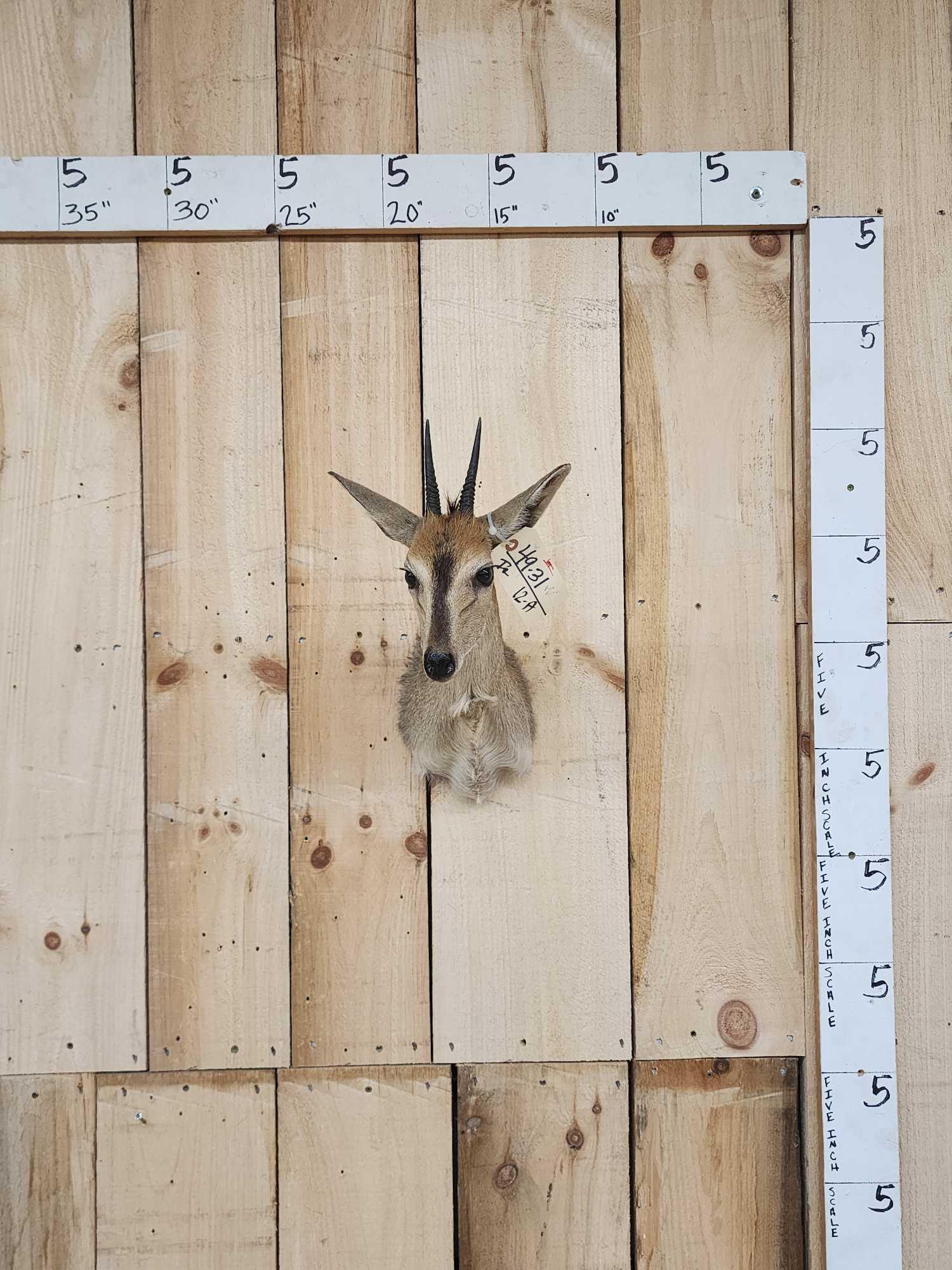 African Bush Duiker Shoulder Mount Taxidermy (1 of 3)