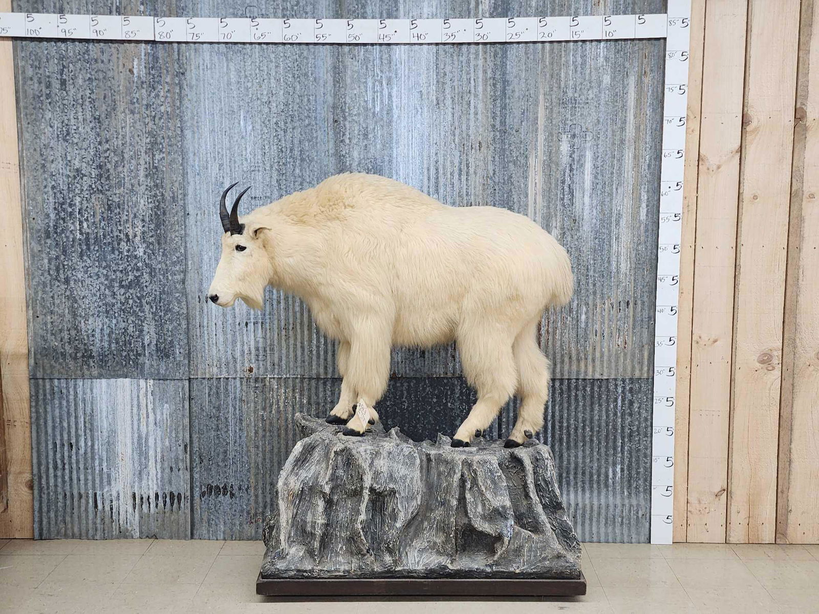 Mountain Goat Full Body Taxidermy Mount: 54.3 Nice clean mount big 9" horns on roll around habitat base