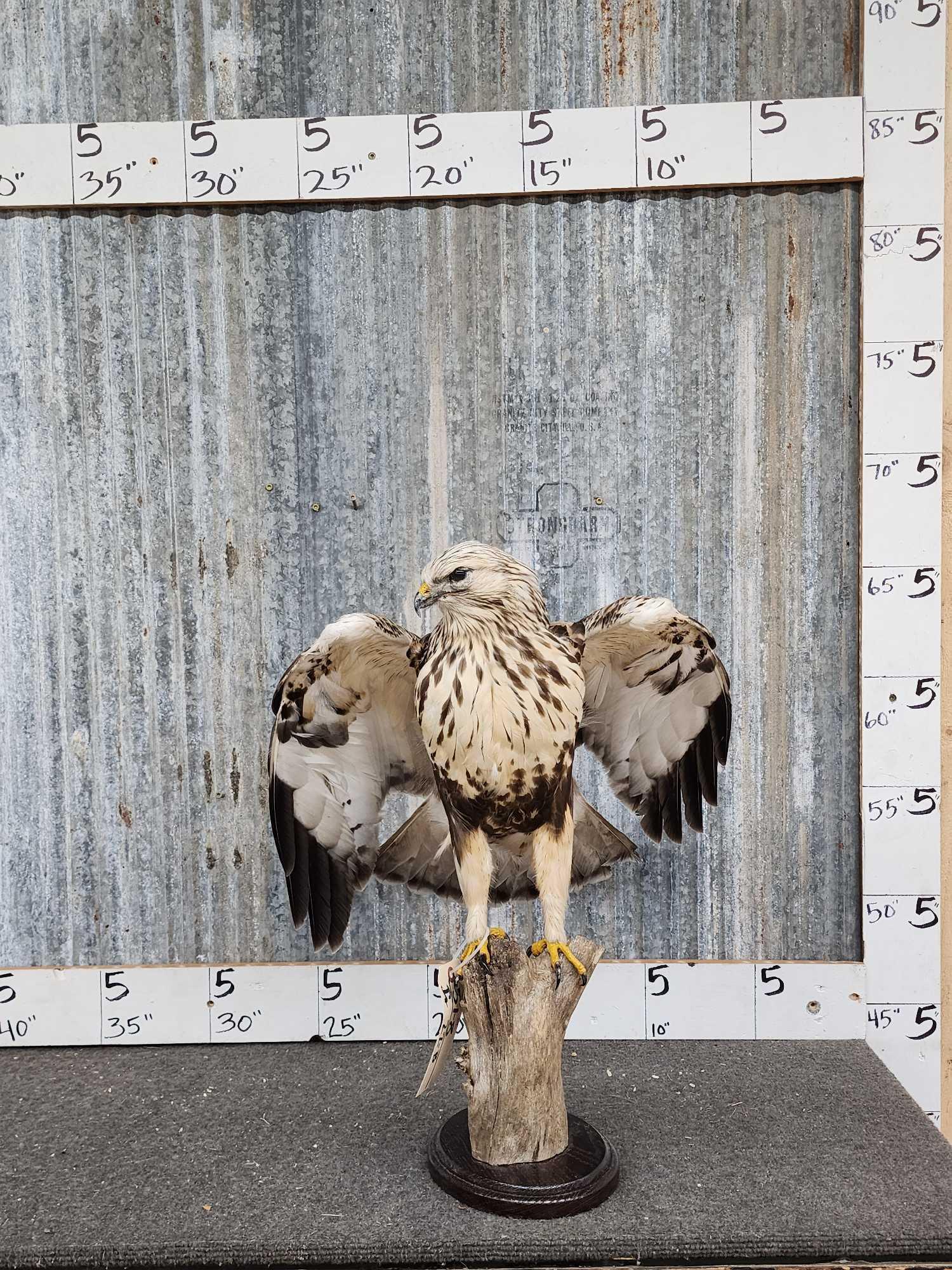 Common Buzzard Buteo Buteo Full Body Bird Taxidermy (1 of 5)