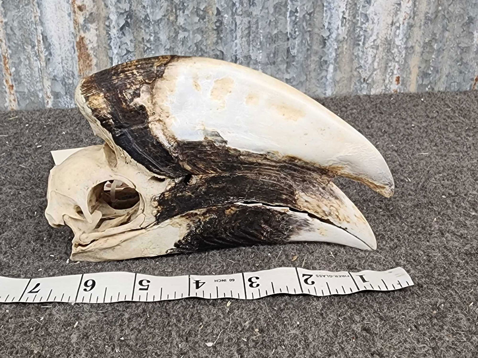 White Thighed Hornbill Bird Skull Taxidermy (1 of 5)