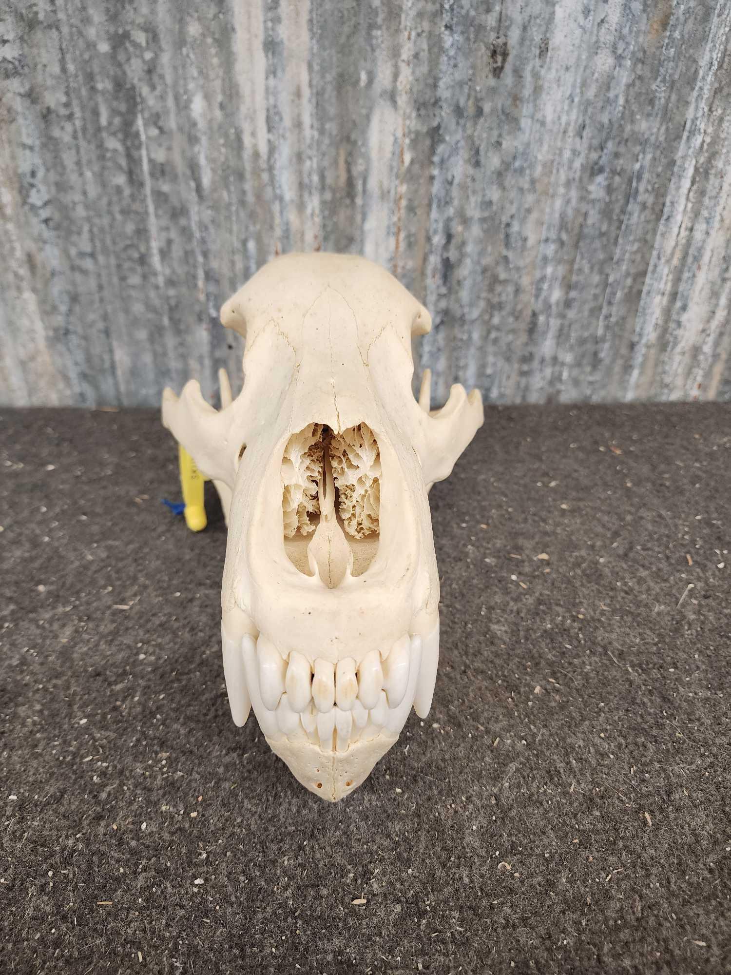 BIG Grizzly Bear Skull Taxidermy: 56.153 Professionally cleaned & whitened by Skulls Unlimited nice skull teeth & turbinates intact