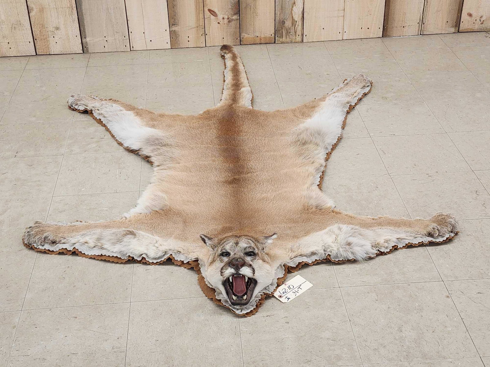 Extra Nice Mountain Lion Cougar Rug Taxidermy (1 of 5)