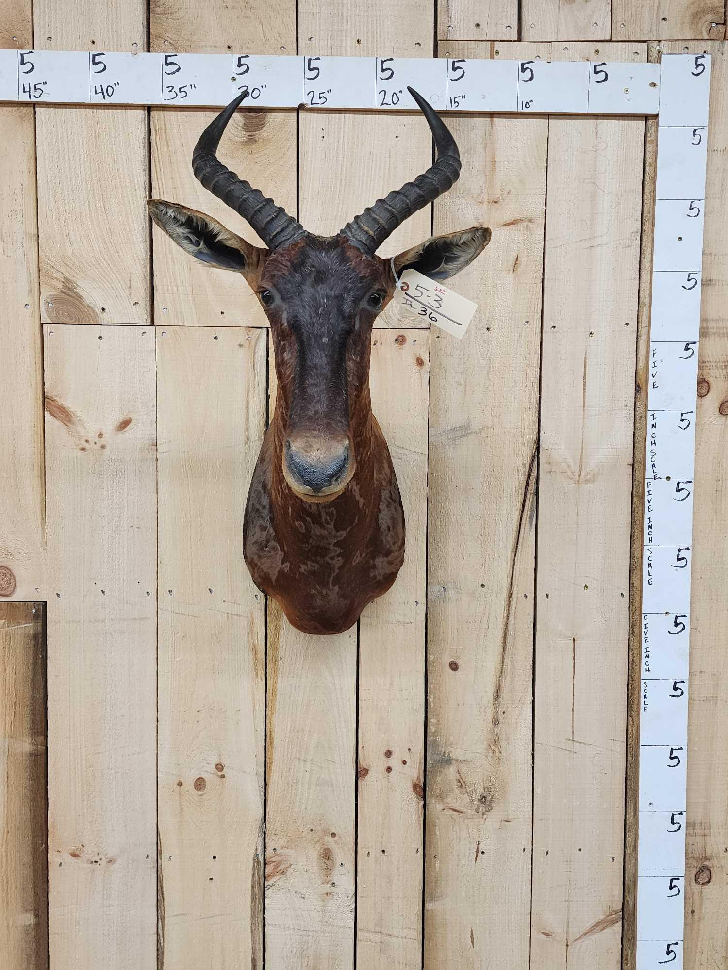 African Tsessebe Shoulder Mount Taxidermy (1 of 3)