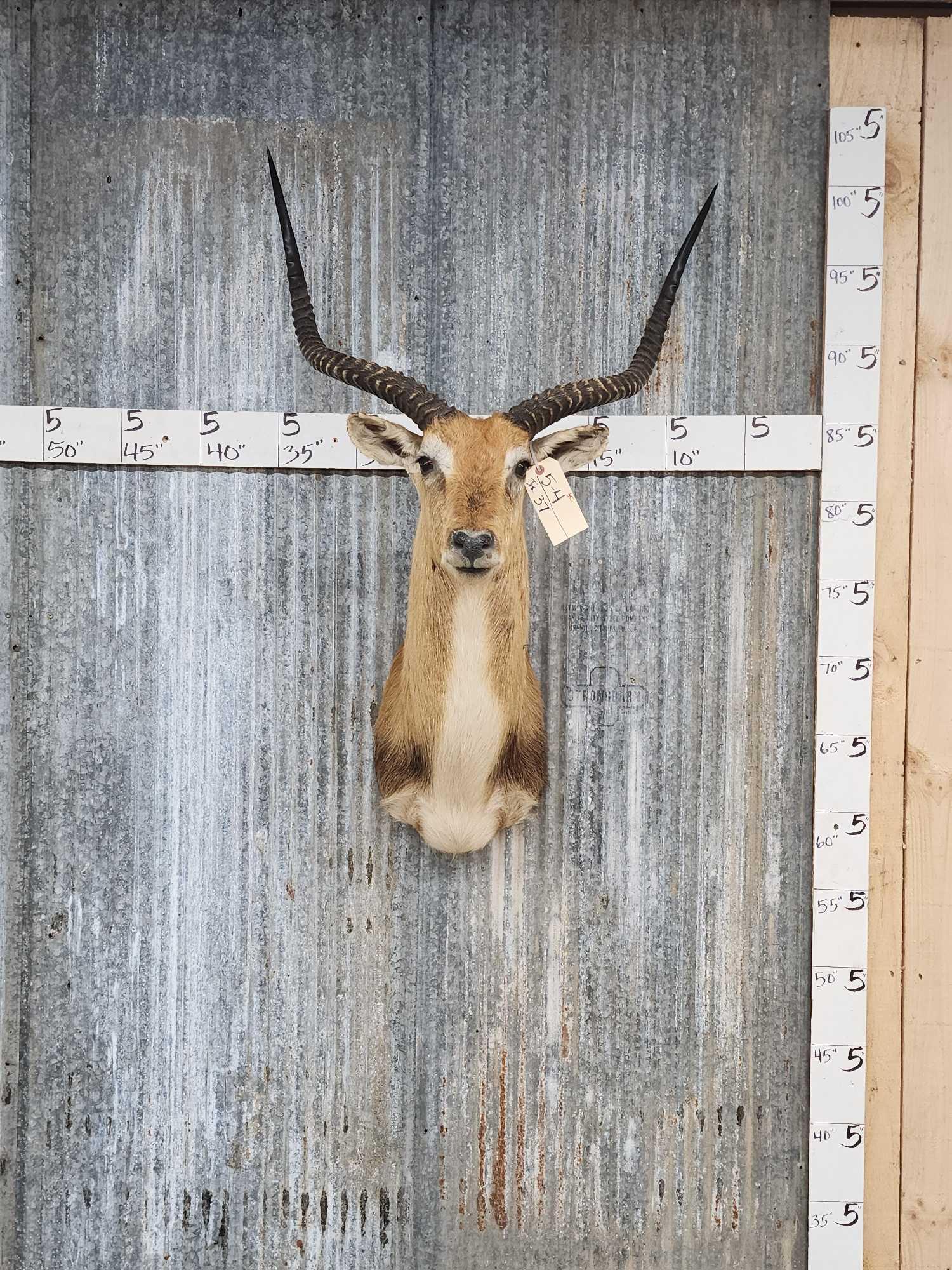 African Kafue Flatts Lechwe Shoulder Mount Taxidermy (1 of 3)