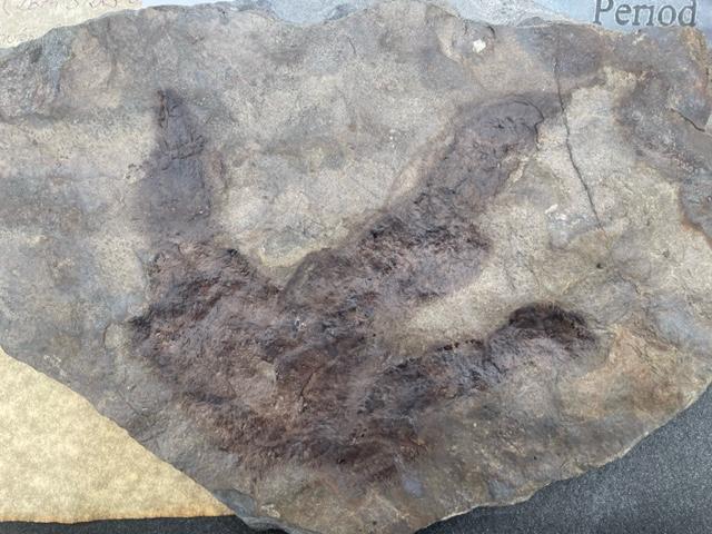 Theropod Dinosaur Fossilized Foot Print (1 of 5)