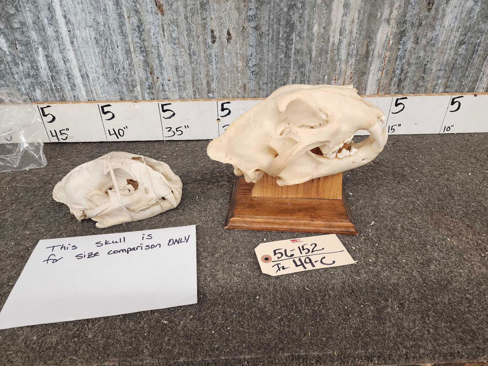 GIANT Record Book Mountain Lion Cougar Skull Taxidermy (1 of 9)