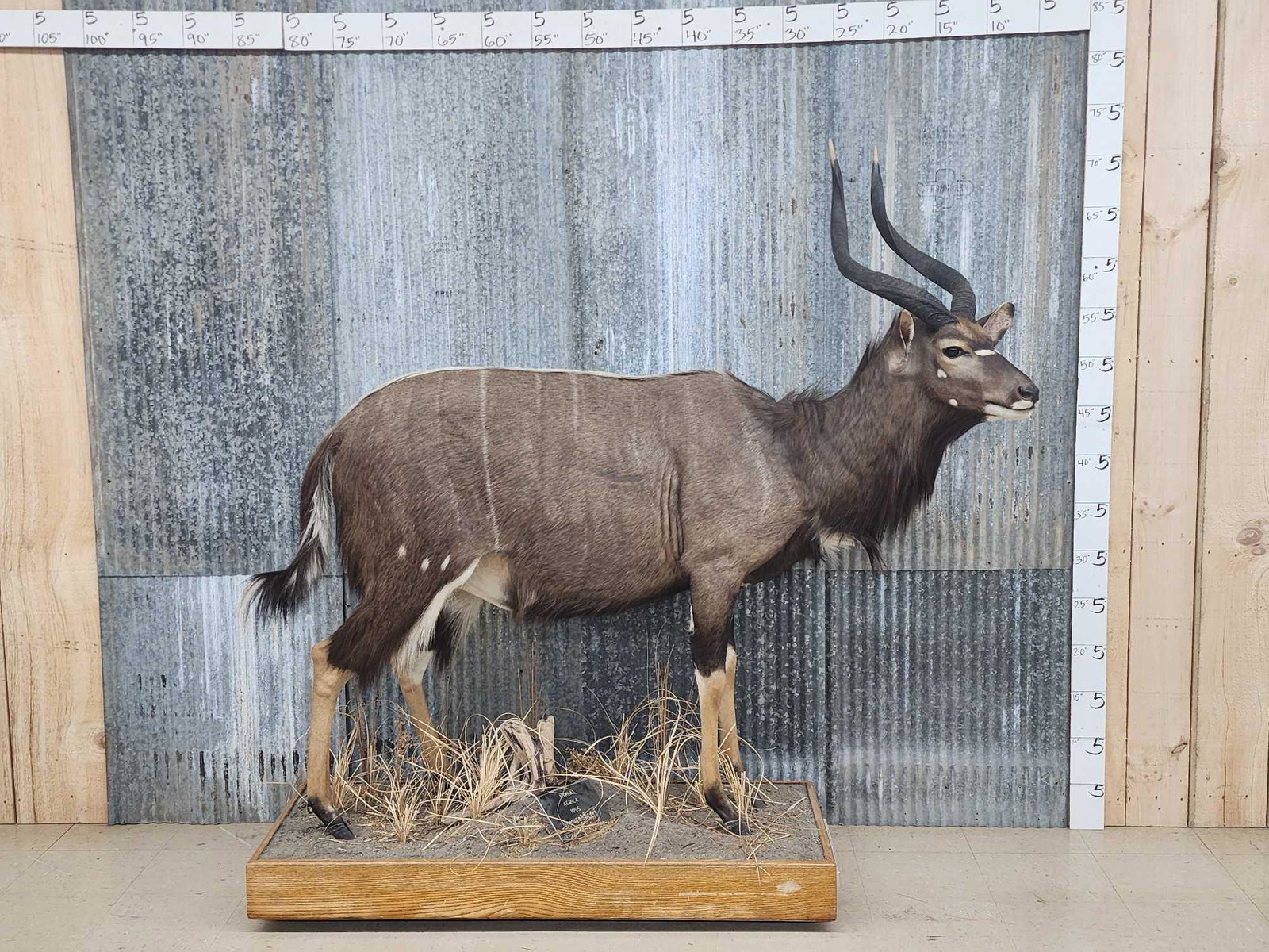 African Nyala Full Body Taxidermy Mount (1 of 10)