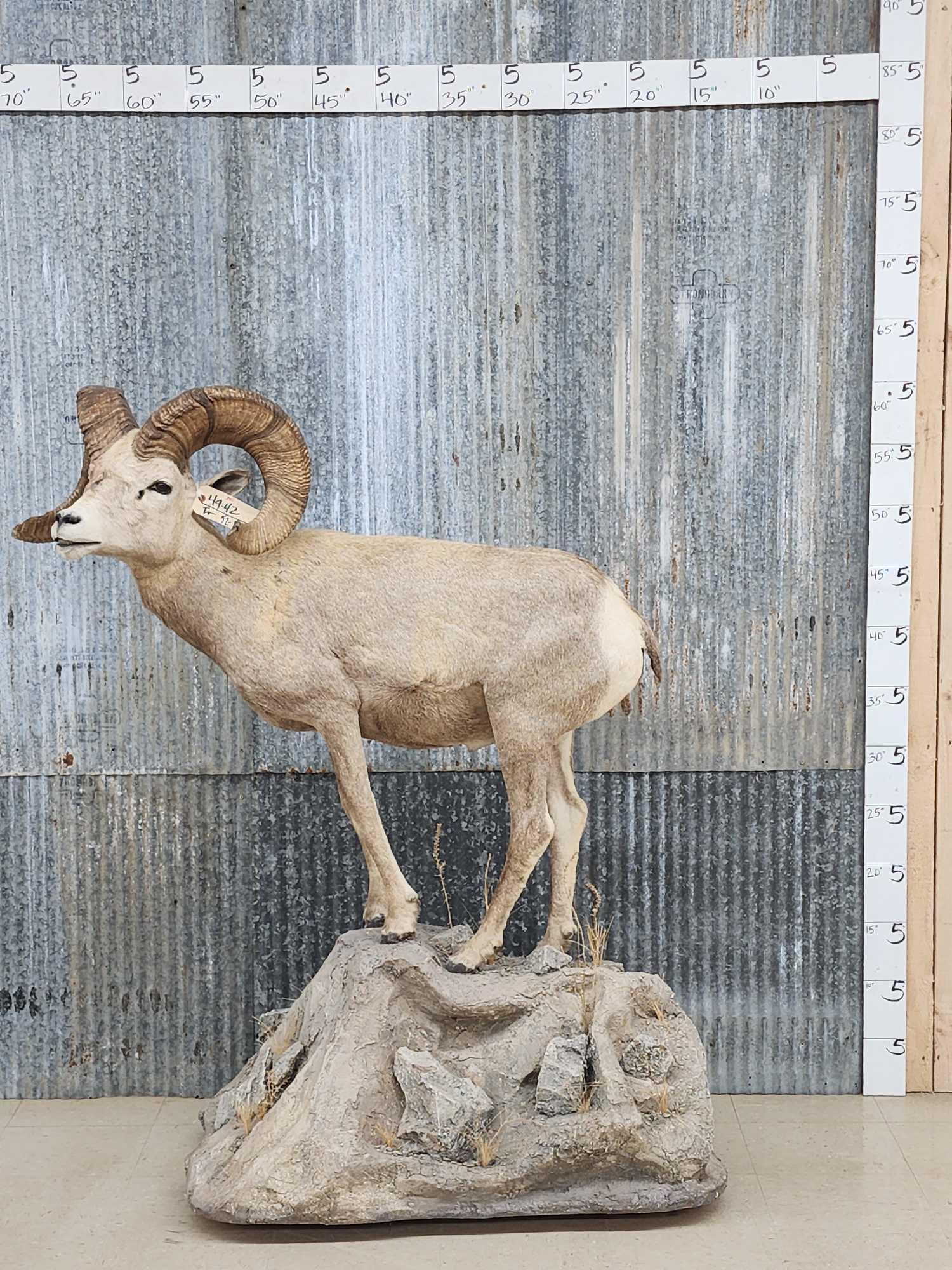 Desert Bighorn Sheep Full Body Taxidermy Mount (1 of 8)