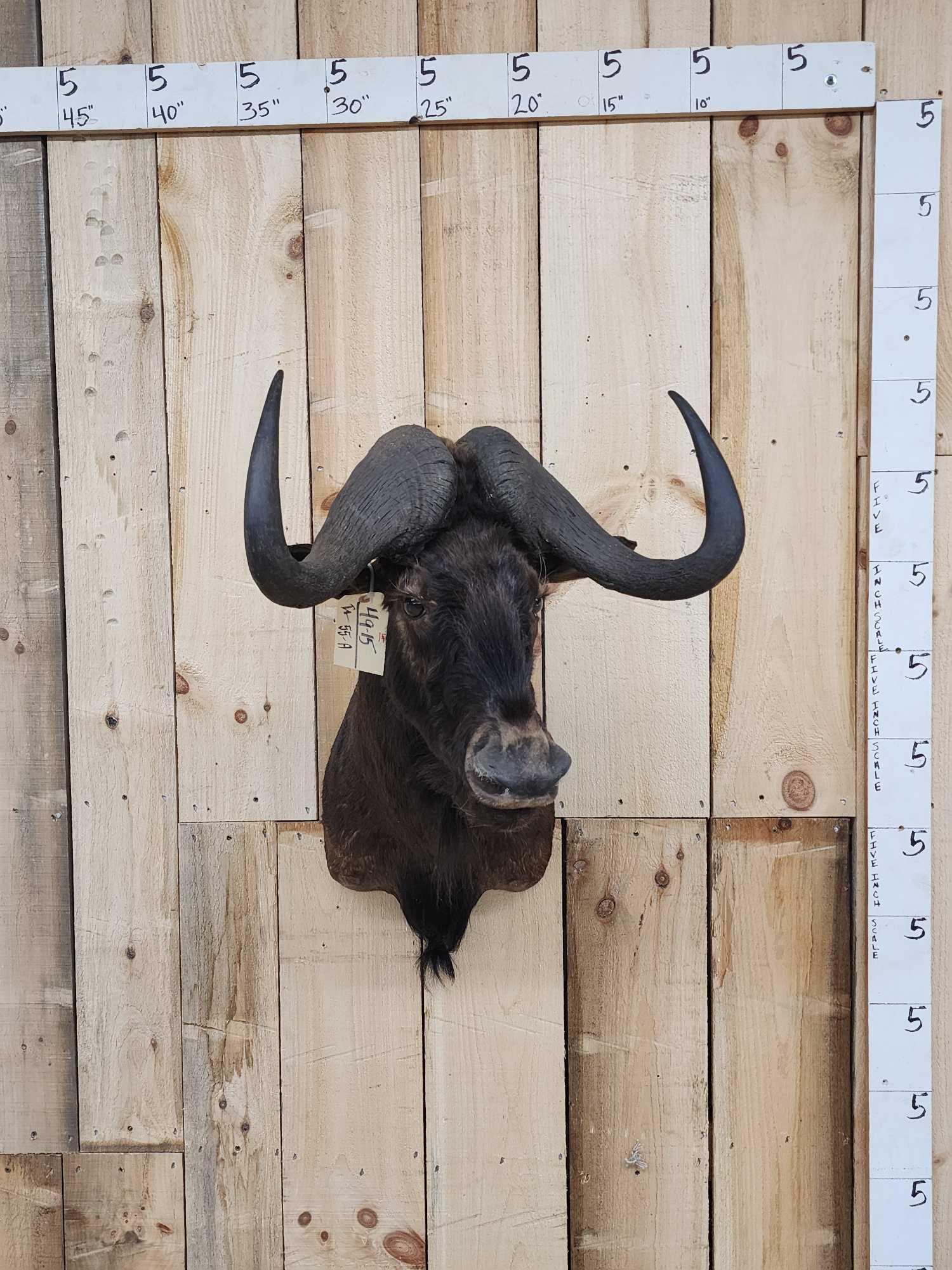 African Black Wildebeest Shoulder Mount Taxidermy (1 of 4)