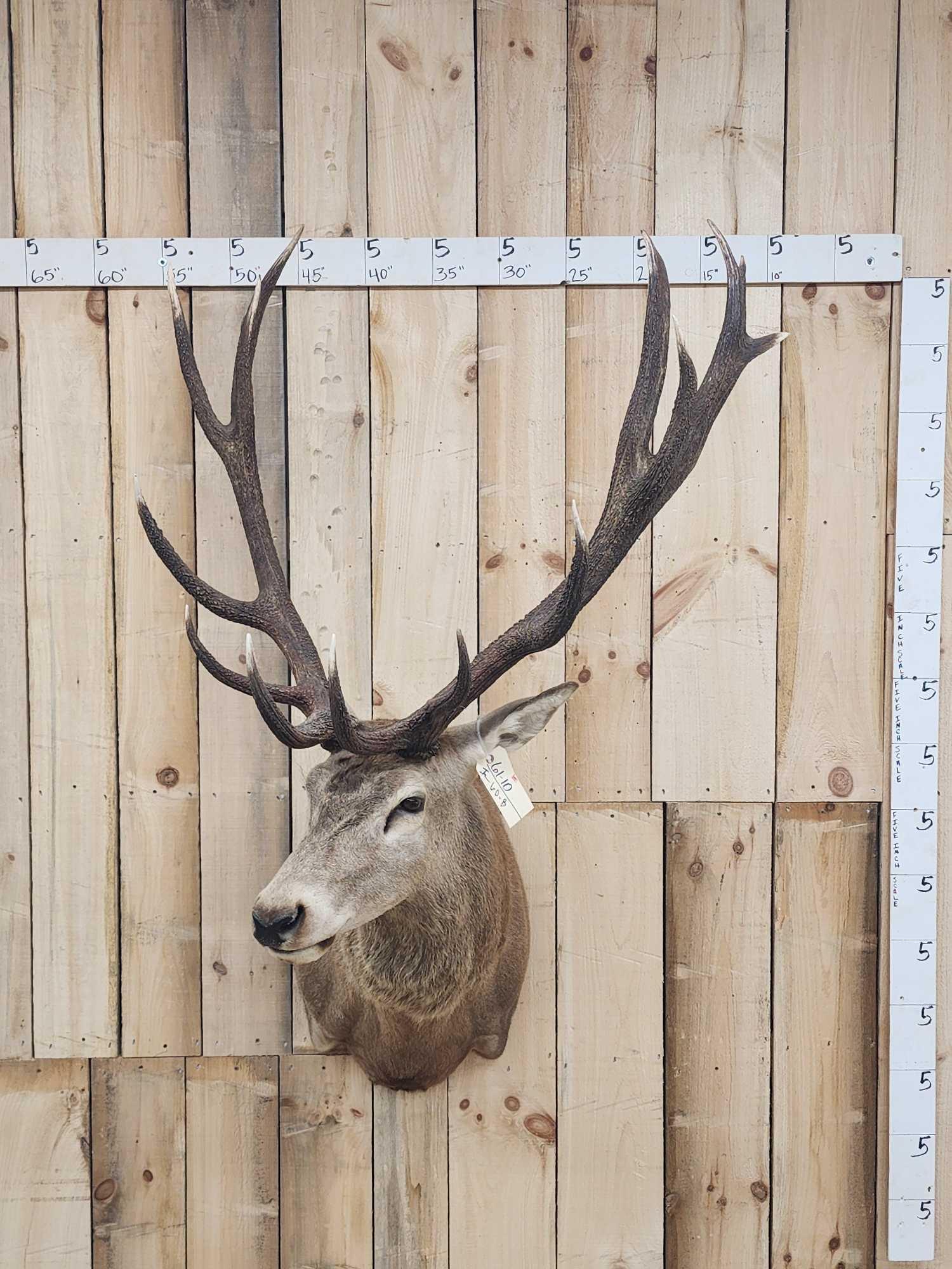 Red Stag Shoulder Mount Taxidermy: 61.10 Heavily beaded Antlers with polished ivory horn tips nice clean mount