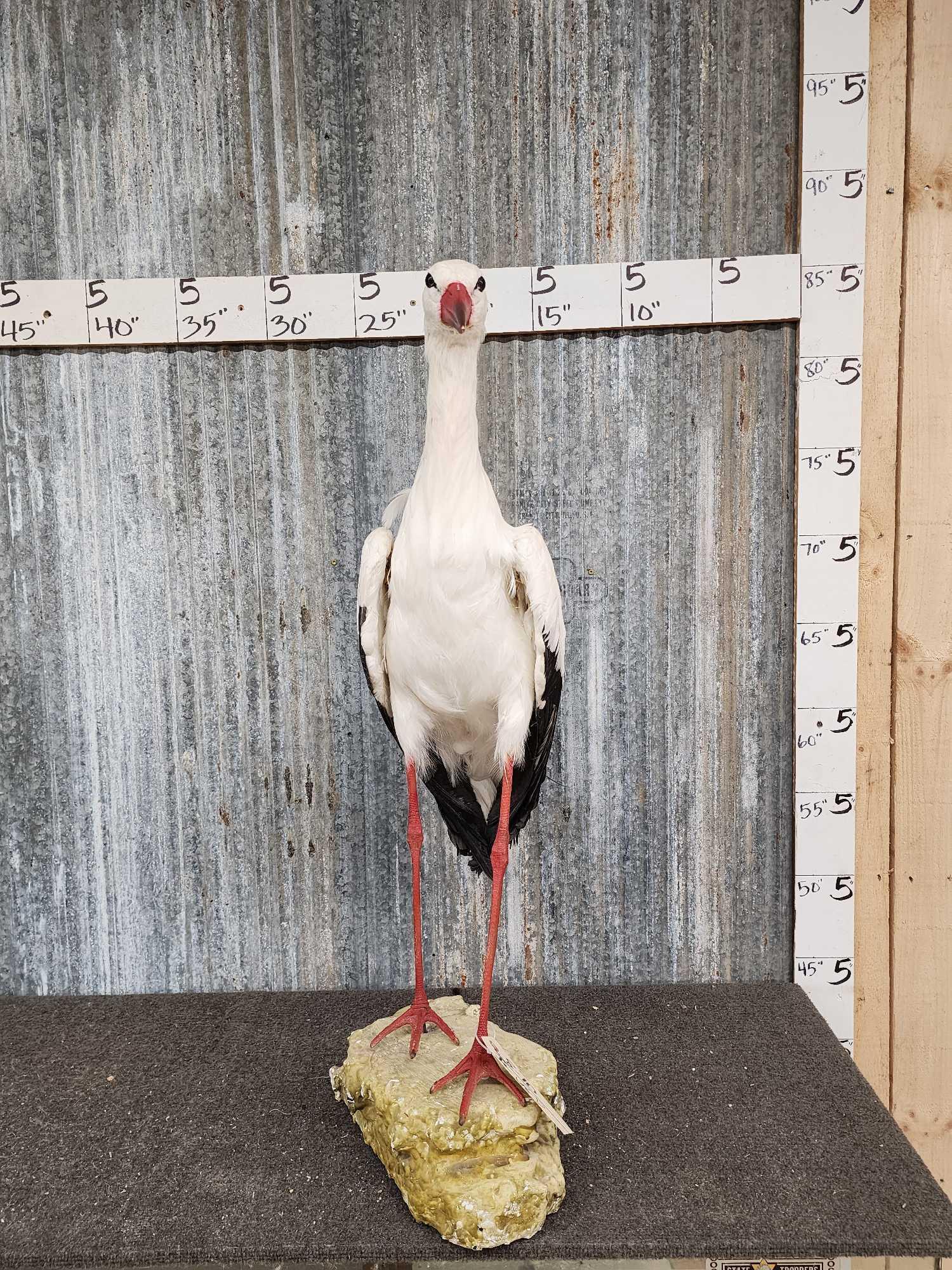 White Stork Full Body Bird Taxidermy: 8.10 Hard to find mount