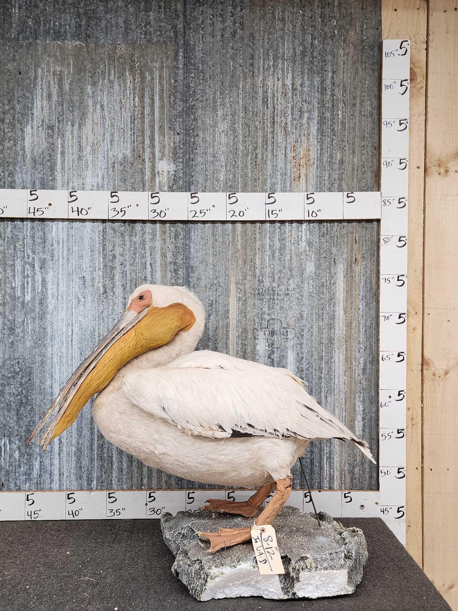 Great White Pelican Full Body Bird Taxidermy: 8.12 Vintage mount hard to find piece BIG Bird cool factor is high! This is the first time we've had the opportunity to offer one at auction AWESOME Oddities piece