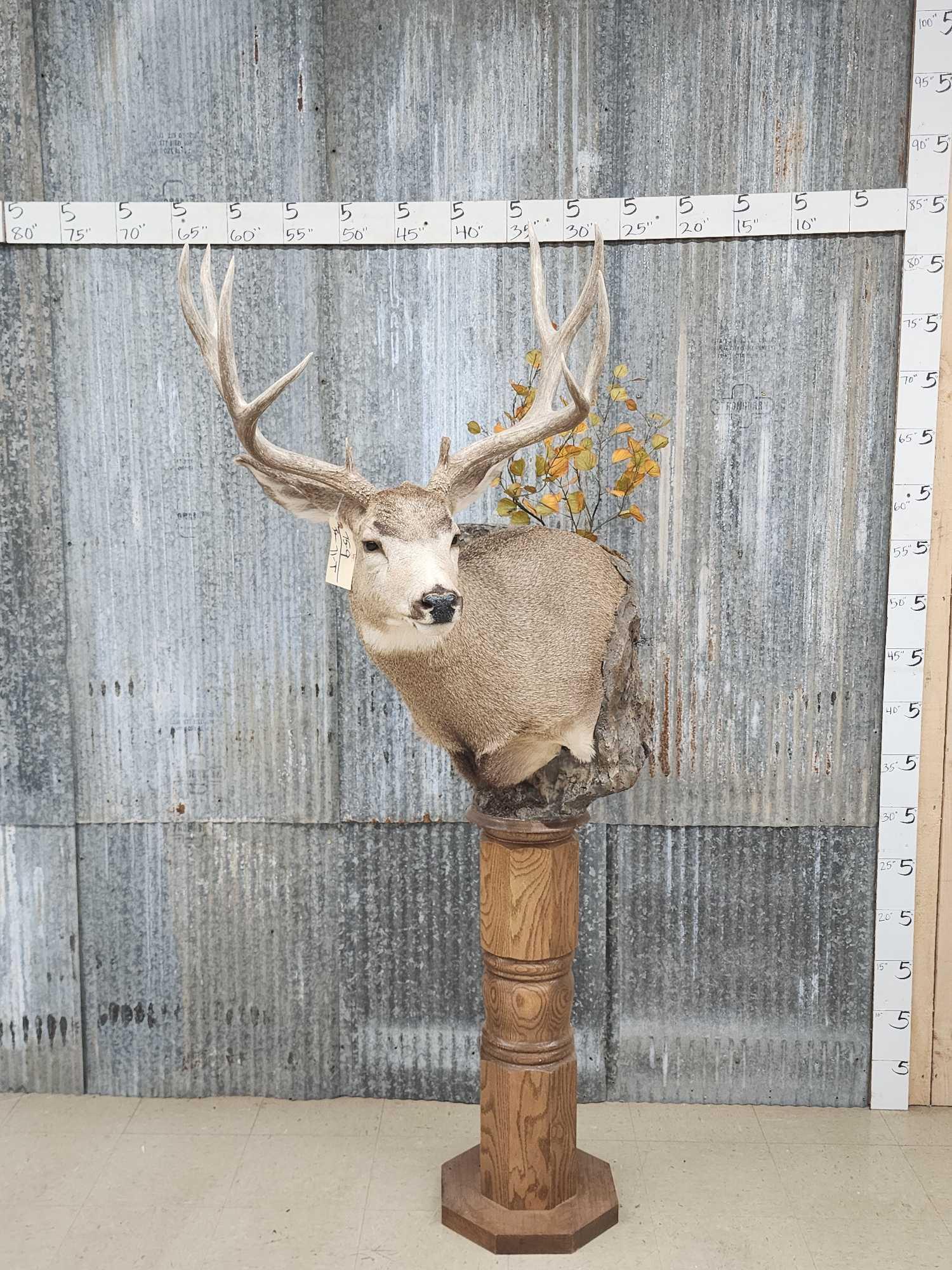 NICE Mule Deer Pedestal Taxidermy Mount: 75.9 Nicely done mount by Artistic Anglers Taxidermy of Duluth Minnesota