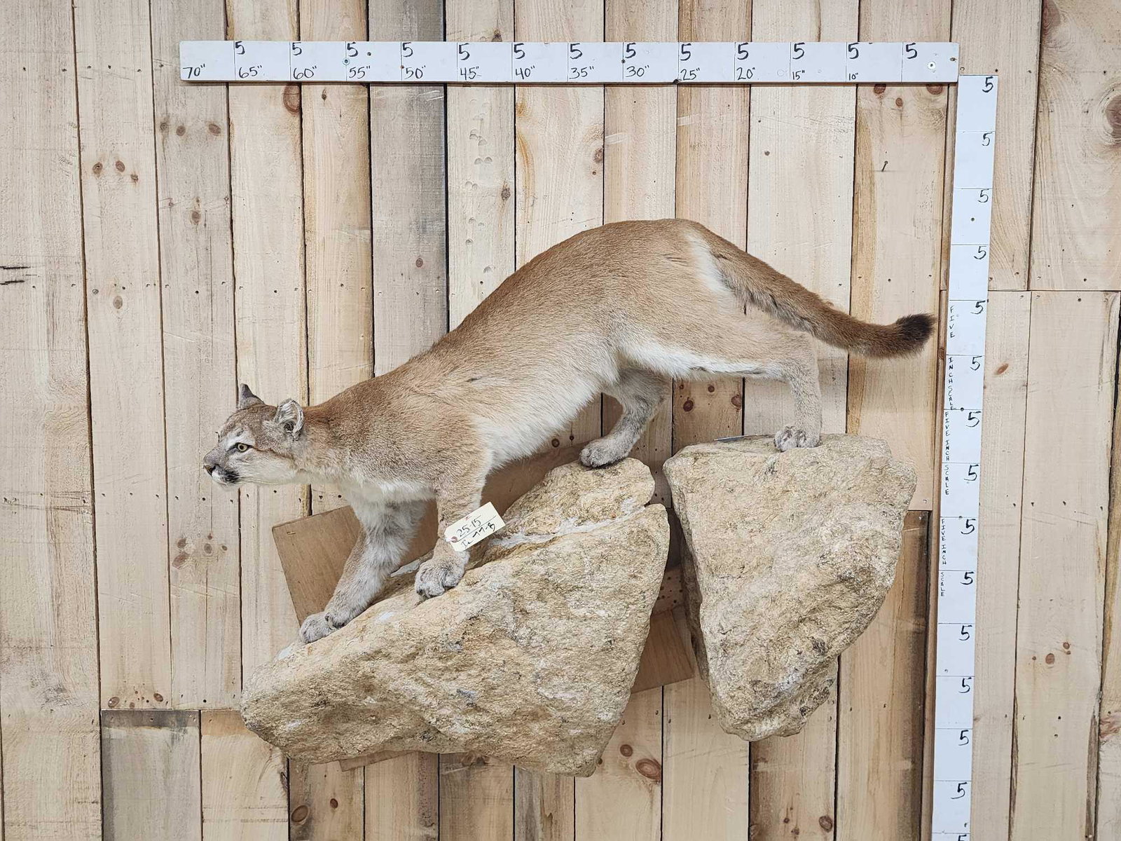 Mountain Lion Cougar Full Body Taxidermy Mount (1 of 9)