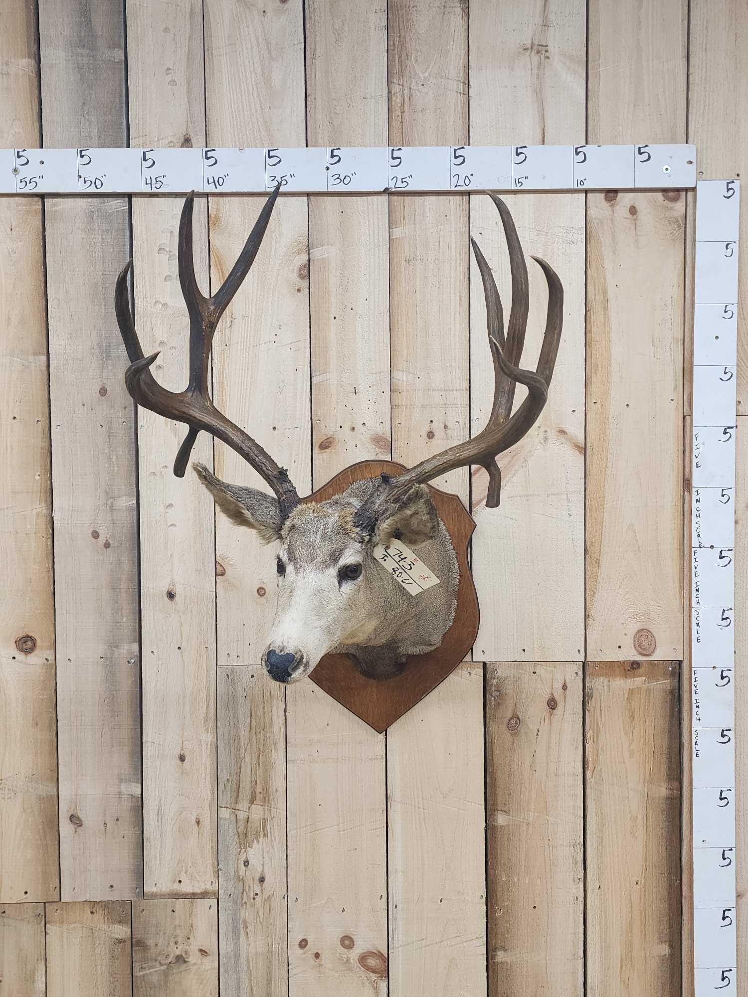 Vintage Mule Deer Shoulder Mount Taxidermy (1 of 4)