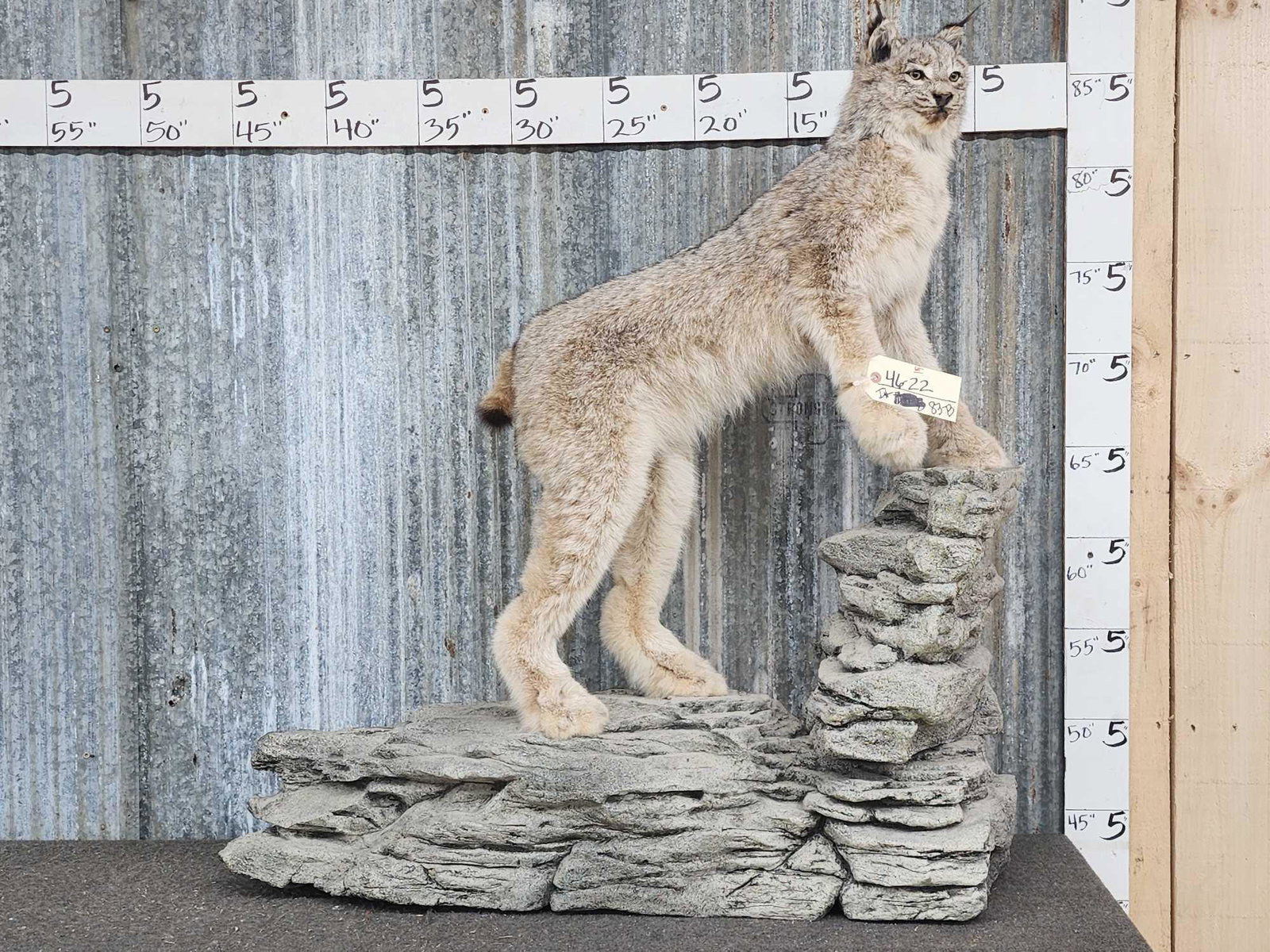 Lynx Full Body Taxidermy Mount (1 of 4)