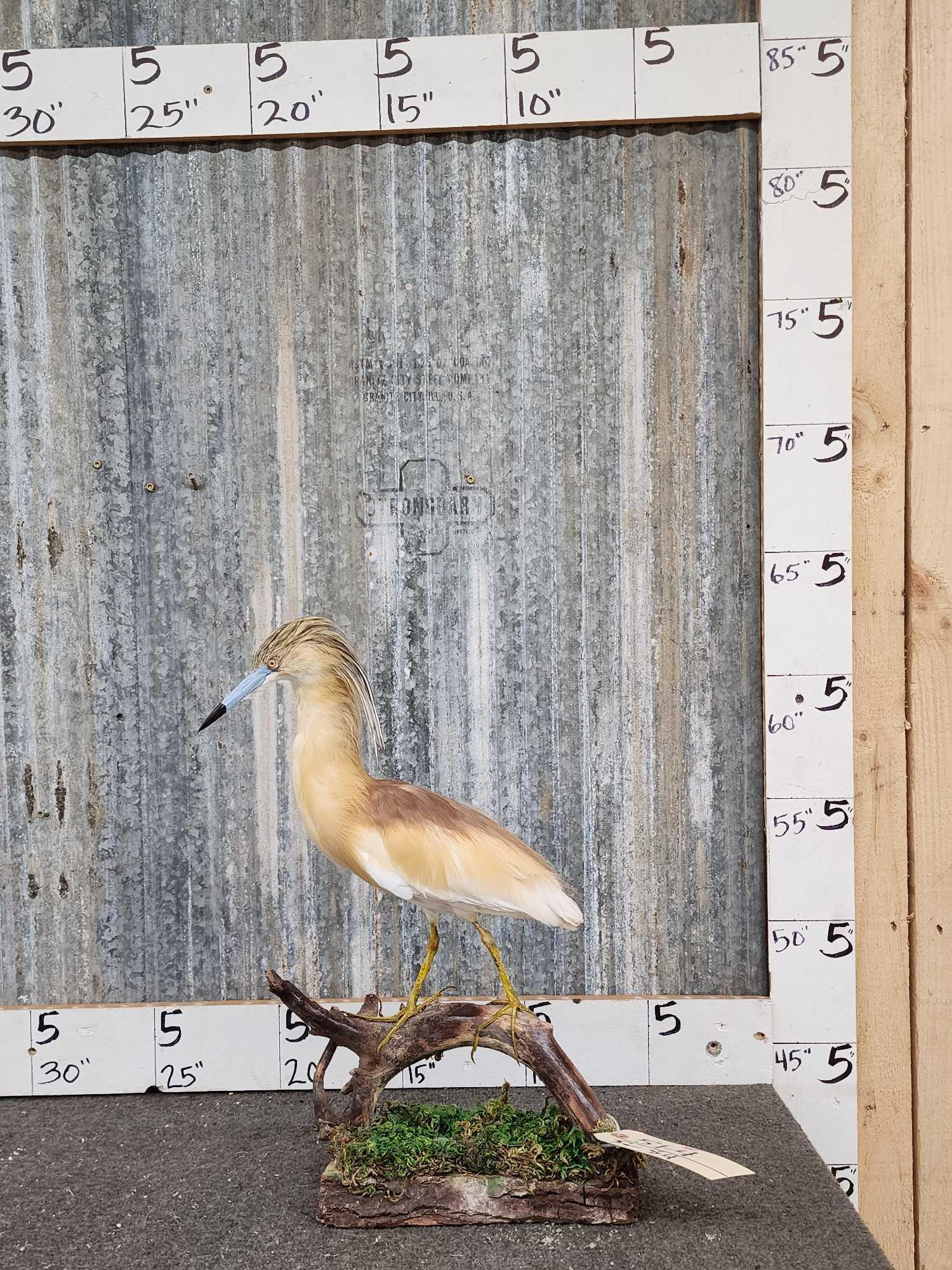 Squacco Heron Full Body Bird Taxidermy: 51.4 Hard to find birs nice mount good color Southern Europe & Greater Middle East