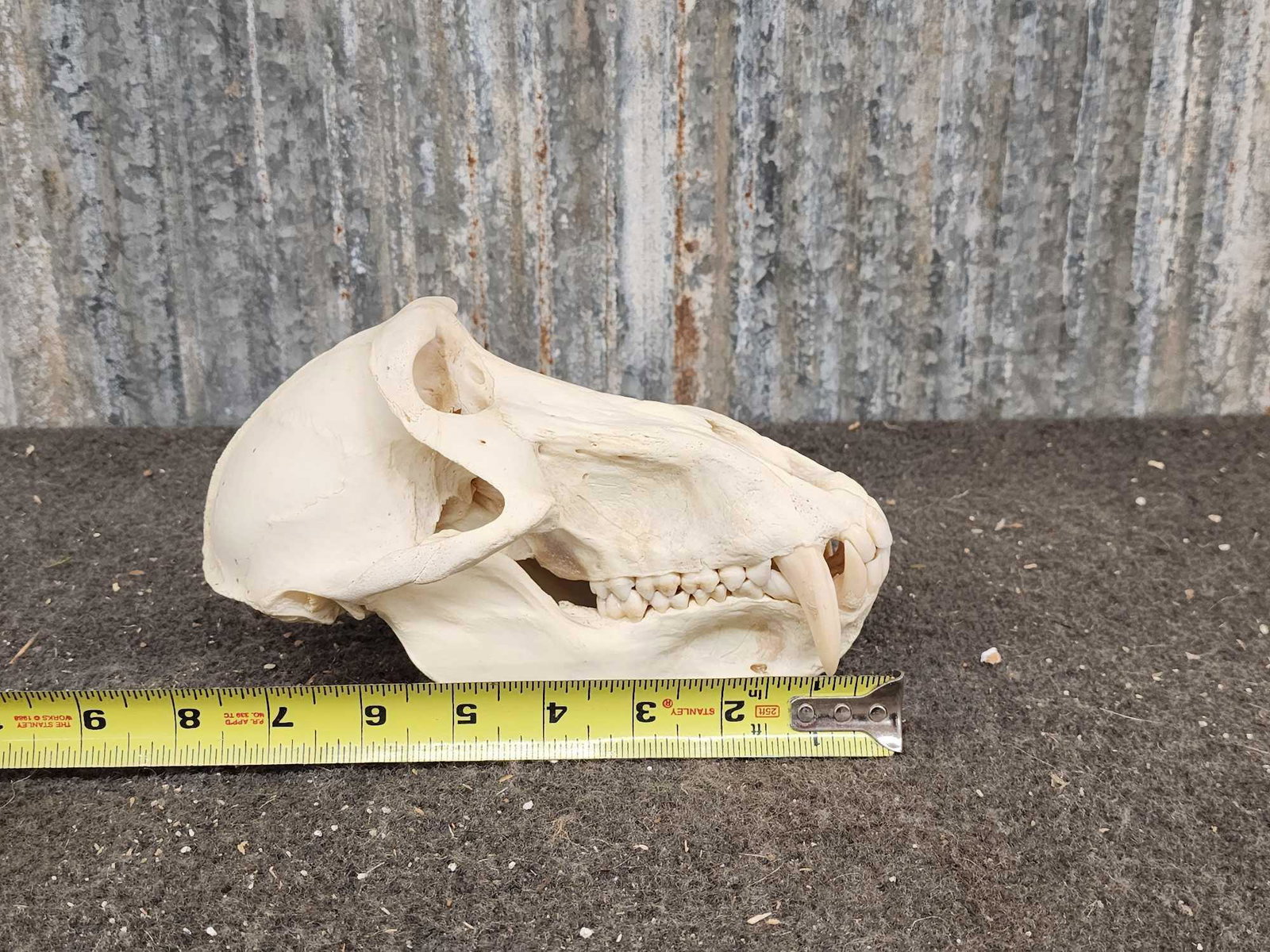 Nice African Baboon Skull Taxidermy: 56.120 Nicely done skull big fangs teeth intact