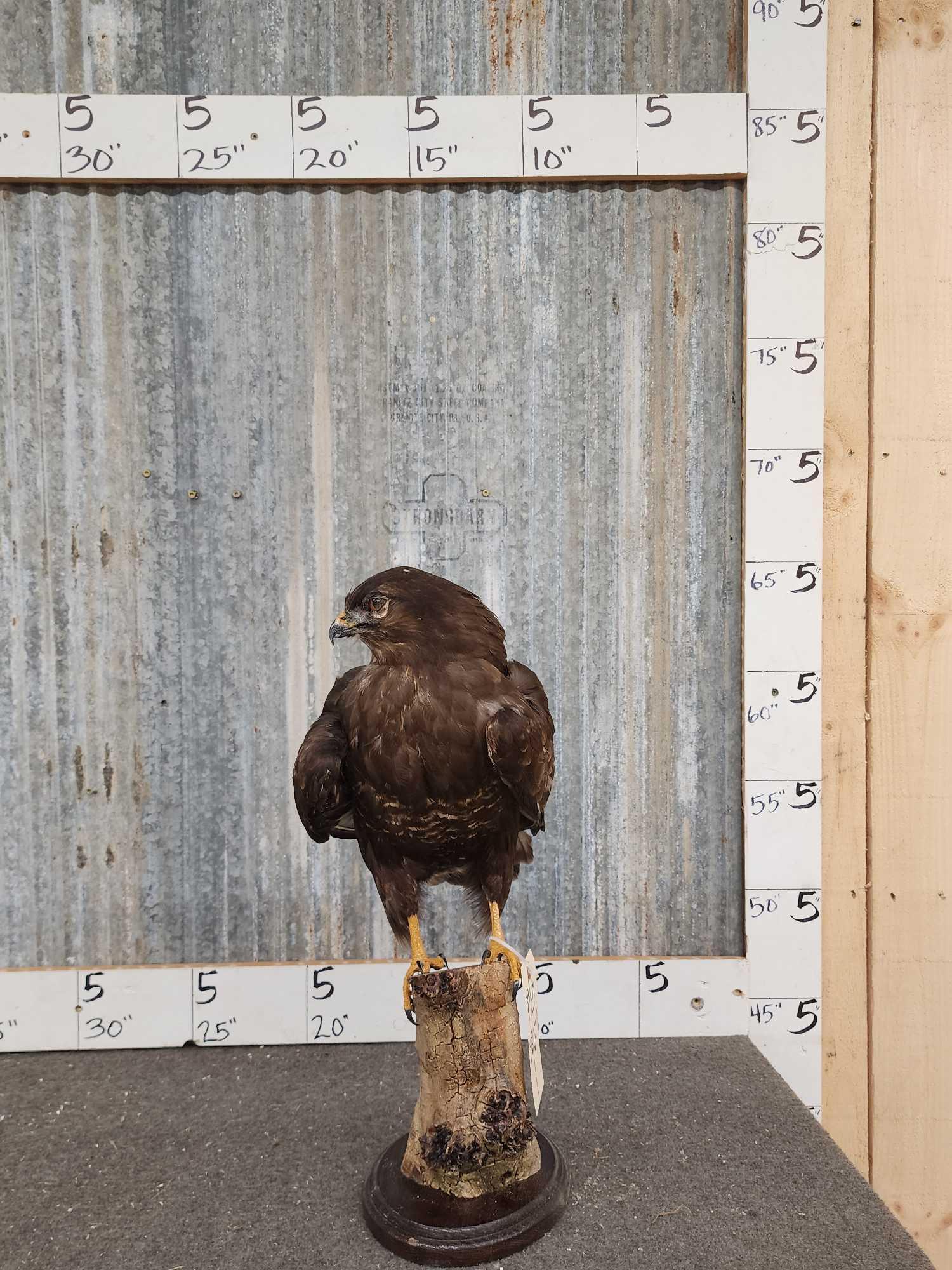 Common Buzzard Buteo Buteo Full Body Bird Taxidermy (1 of 7)
