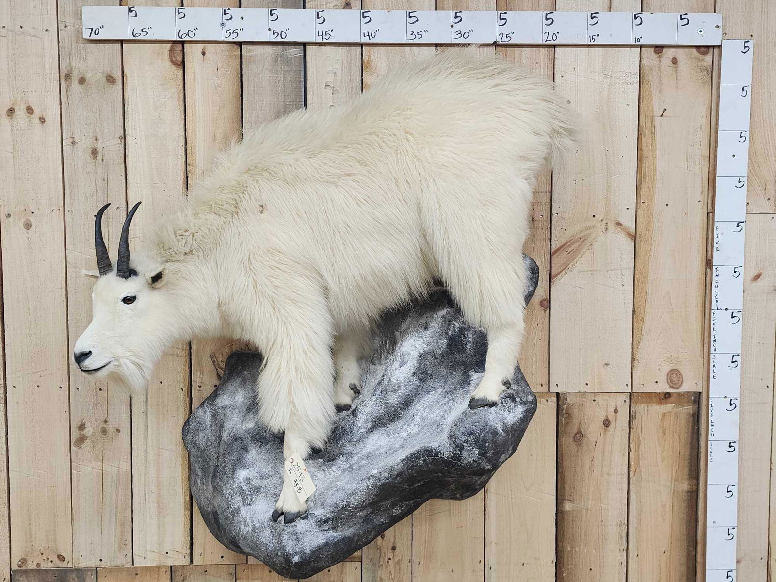 Mountain Goat Full Body Taxidermy Mount: 25.13 Nice clean mount on artificial rock base