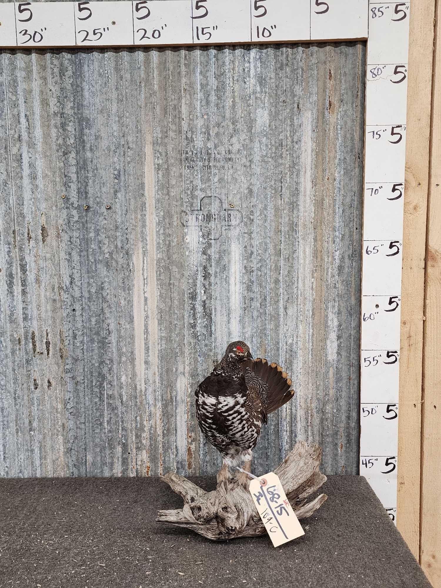 Spruce Grouse Full Body Bird Taxidermy: 68.15 Recent mount nice on driftwood