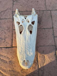 Alligator Skull Taxidermy: 19.35 Big skull 18” long X 7 1/2” wide all teeth Nice skull