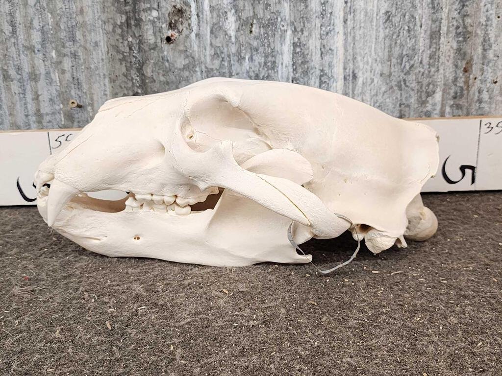 XL Polar Bear Skull Taxidermy (1 of 13)
