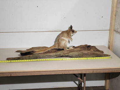African Springhare Full Body Taxidermy Mount: 4.12 Hard to find mount on driftwood base
