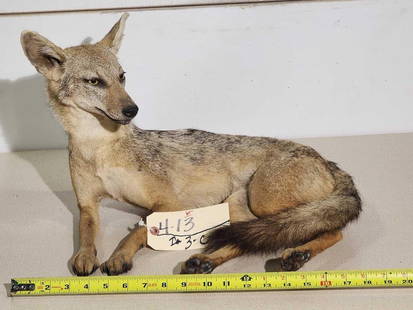 Silver Back Jackal Full Body Taxidermy Mount: 4.13 Nice clean mount laying down pose