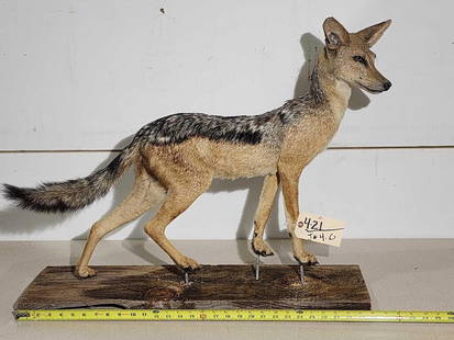 Black Back Jackal Full Body Taxidermy Mount: 4.21 Solid mount on temporary base bolt him down anywhere in your display