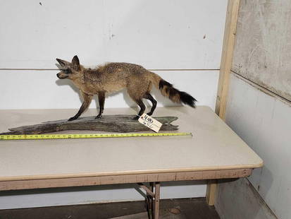 African Bat Eared Fox Full Body Taxidermy Mount: 4.40 Hard to find mount great colors on driftwood base