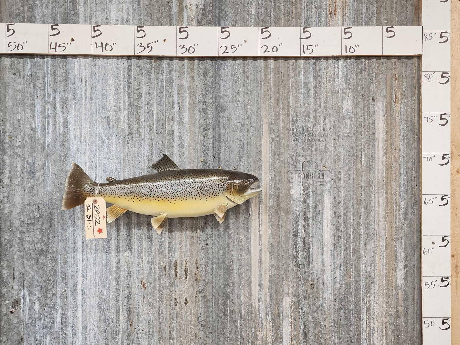 23" Trout Real Skin Fish Taxidermy Auction