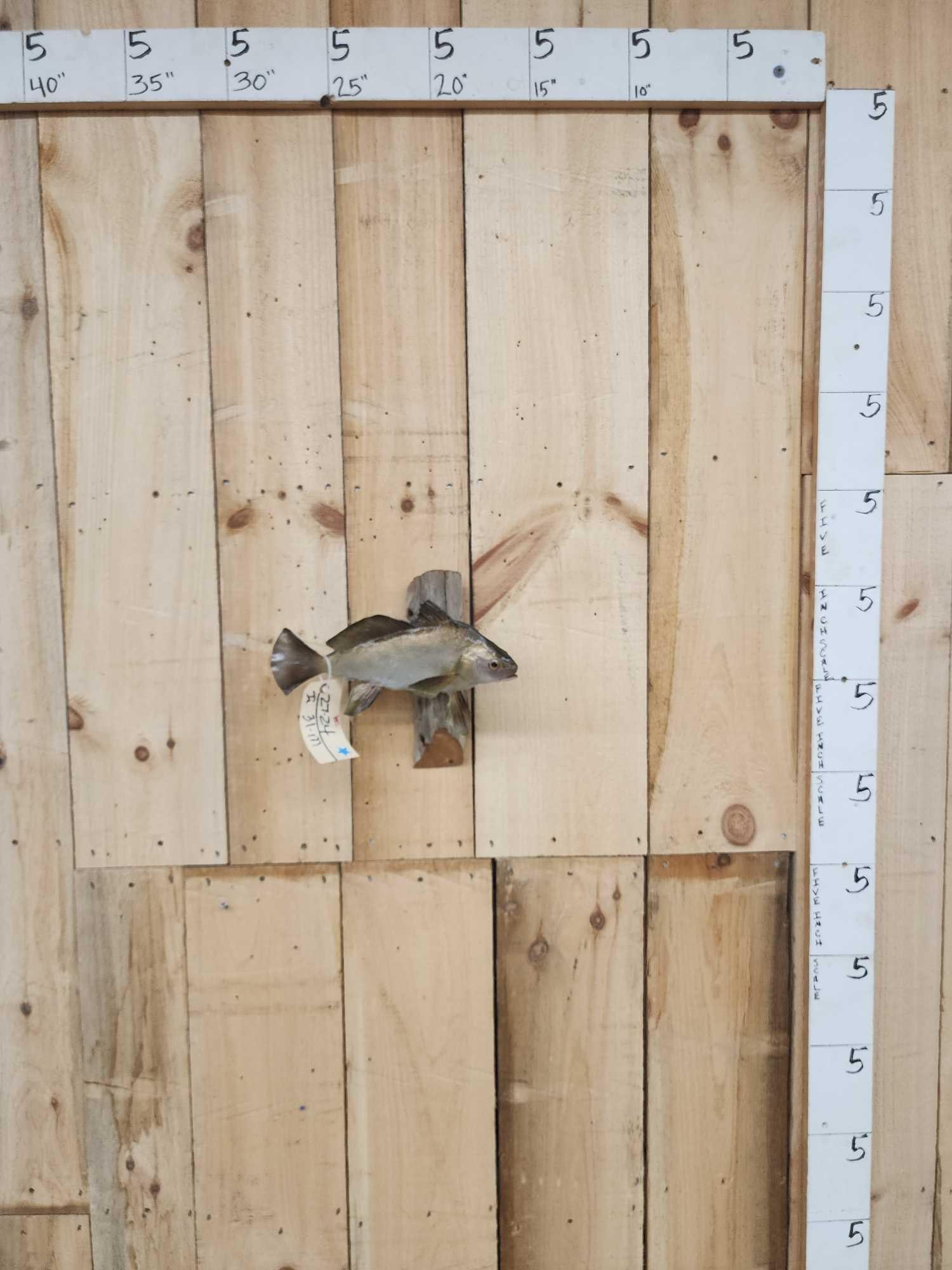 12" Drum Real Skin Fish Taxidermy Auction