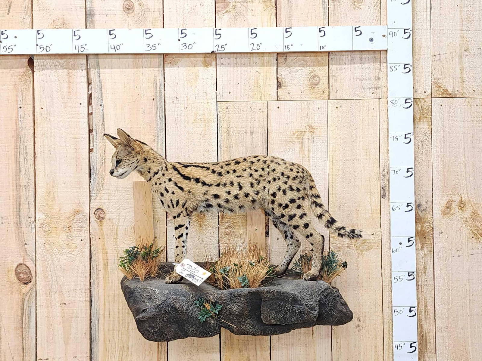 African Serval Cat Full Body Taxidermy Mount Auction