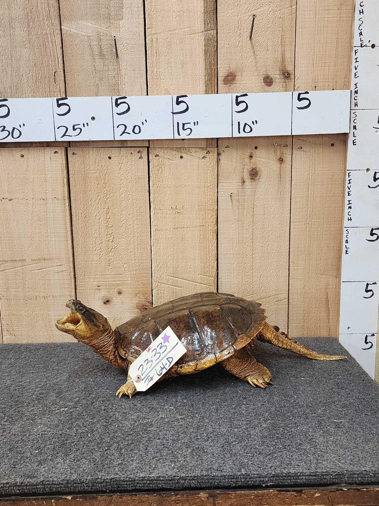 Snapping Turtle Full Body Taxidermy Mount Auction