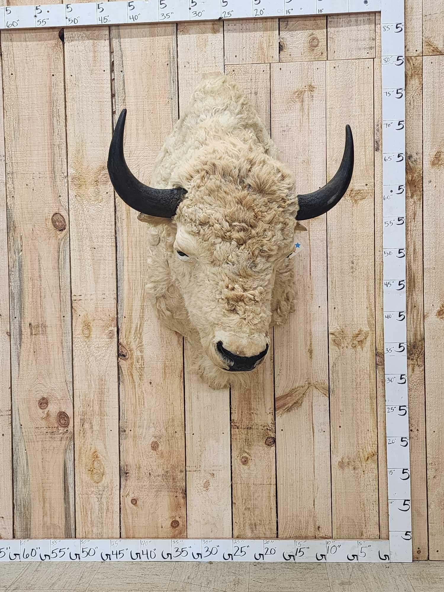 Vintage White American Bison Buffalo Shoulder Mount Taxidermy (1 of 7)