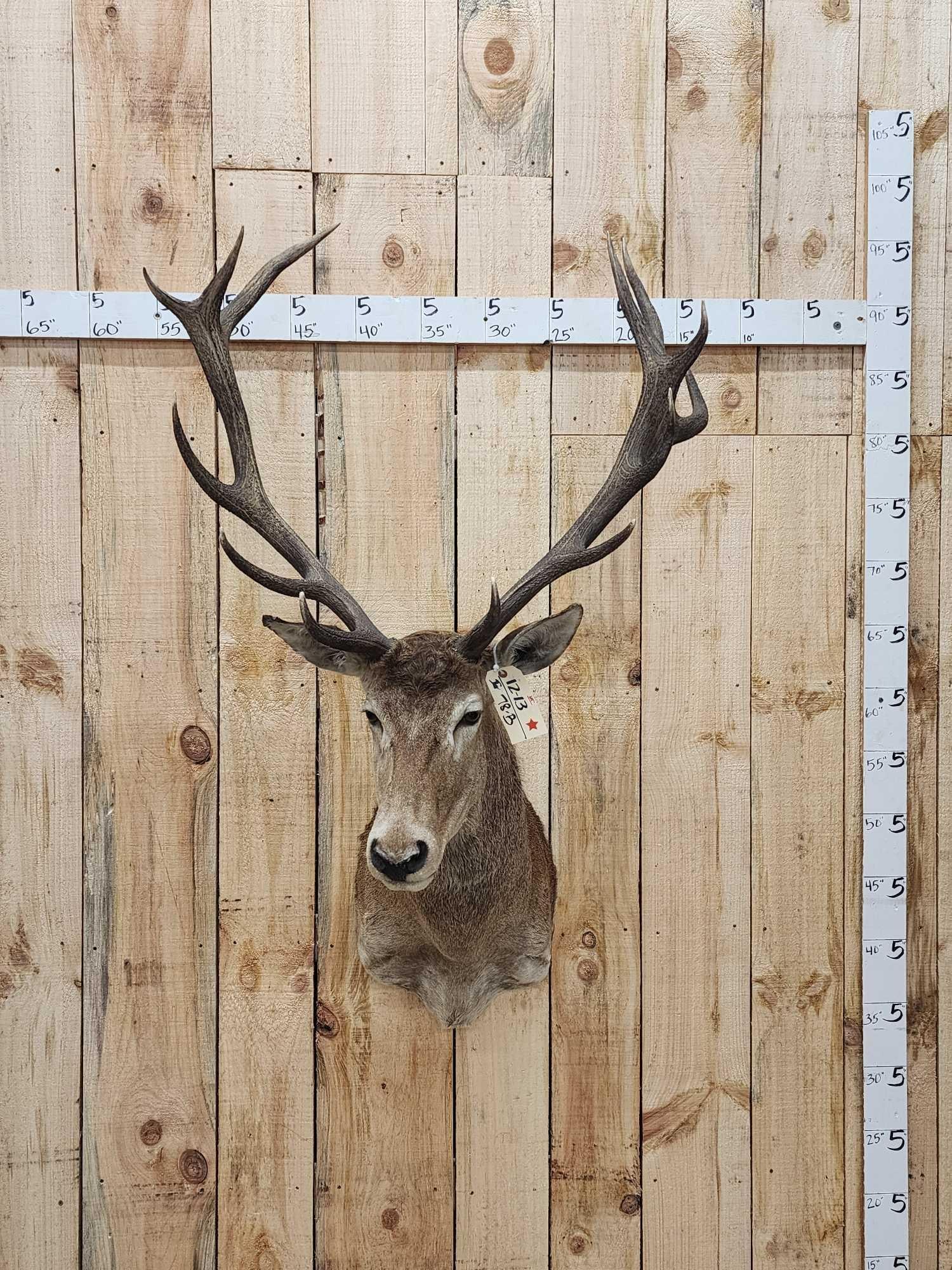 Red Stag Shoulder Mount Taxidermy (1 of 3)