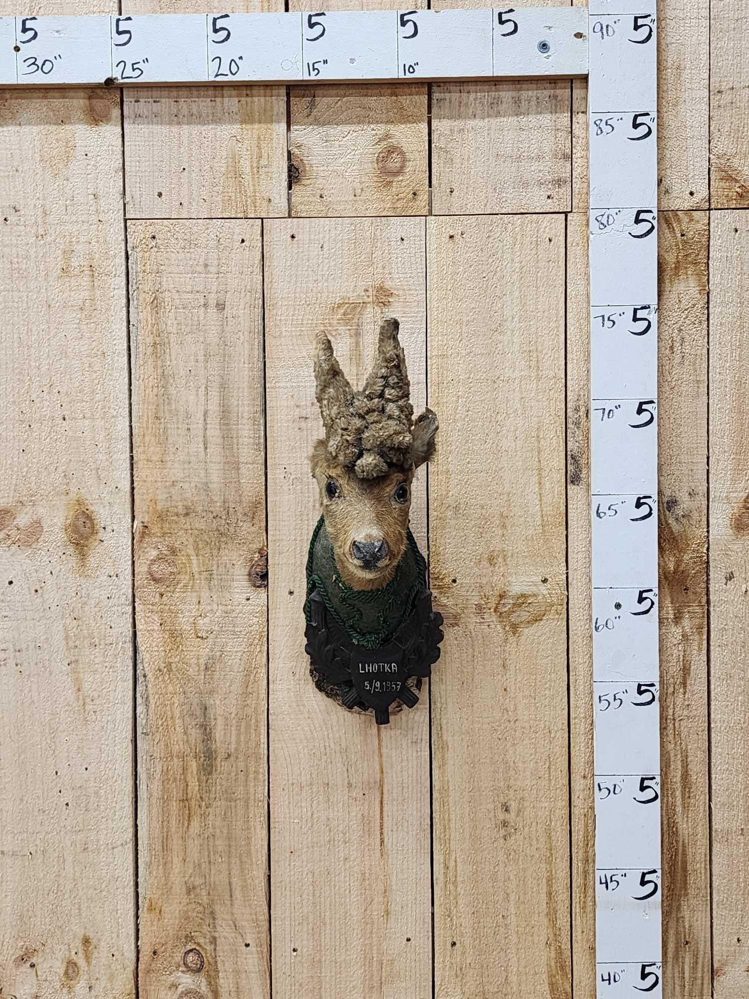 Vintage Freak Roe Deer Shoulder Mount Taxidermy (1 of 5)